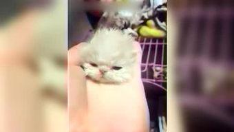 呆妹娱乐吃瓜视频大全,盘点全网最热吃瓜视频大全